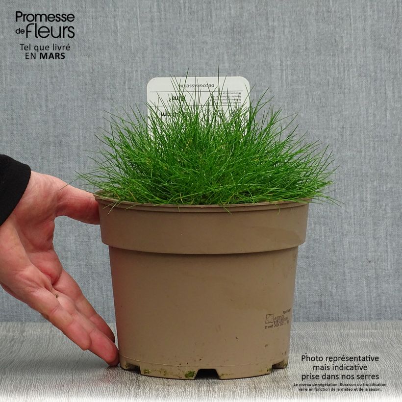 Example of Festuca gautieri - Fétuque de Gautier Pot de 2L/3L as you get in printemps