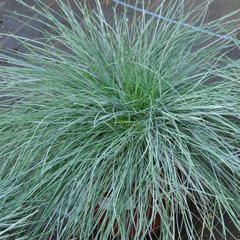 Fétuque bleue - Festuca glauca (Foliage)