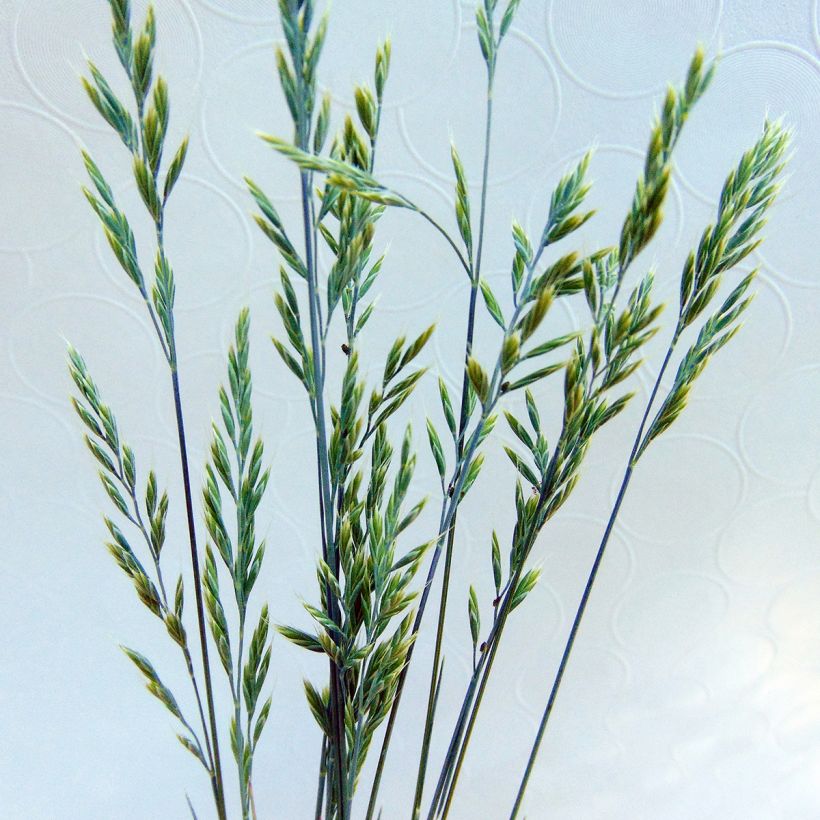 Fétuque bleue Elijah Blue - Festuca glauca (Flowering)