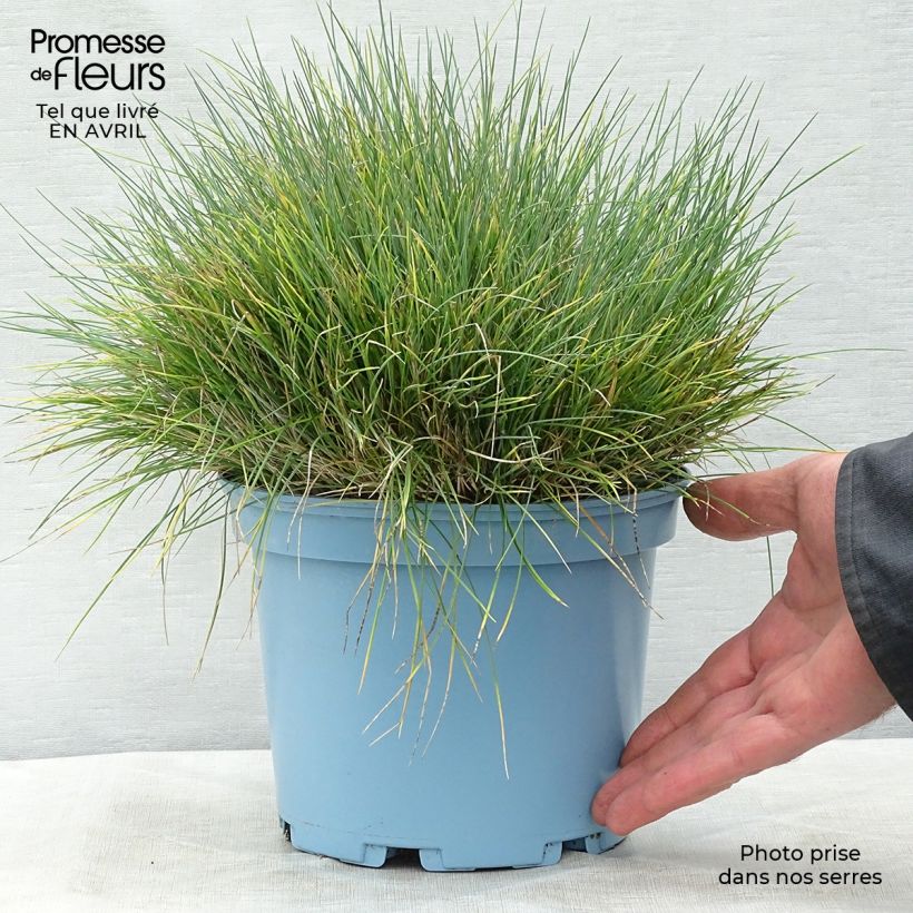Example of Fétuque bleue Elijah Blue - Festuca glauca Pot de 2L/3L as you get in printemps