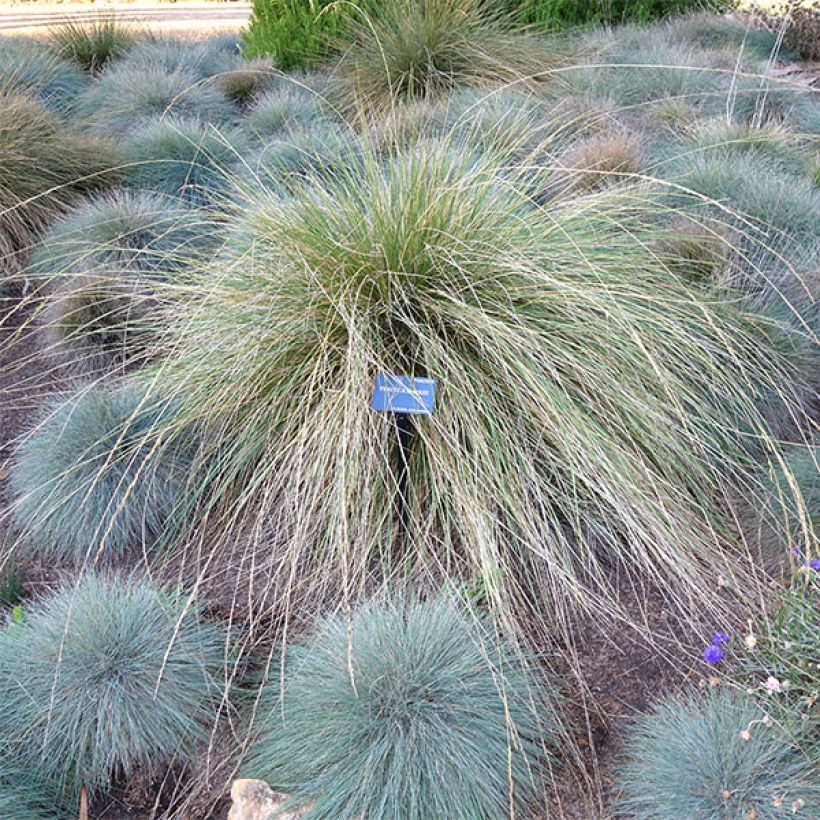 Fétuque - Festuca mairei (Plant habit)