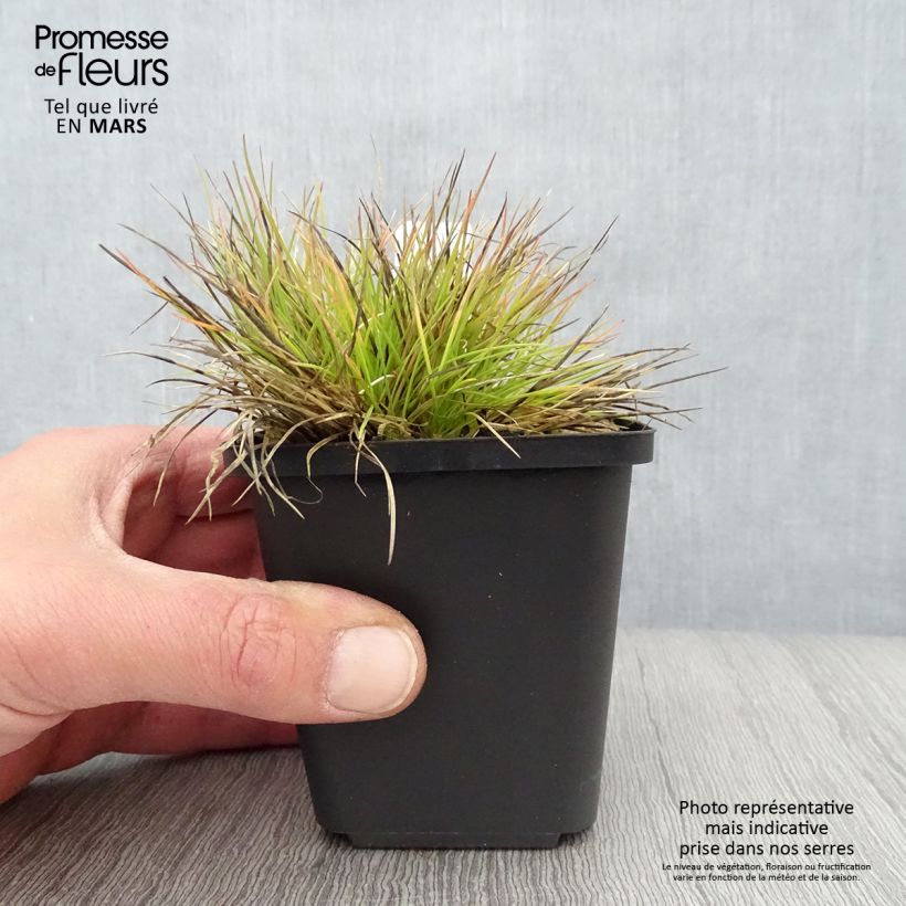 Example of Fetuque, Festuca glauca Golden Toupee Godet de 8/9 cm as you get in printemps