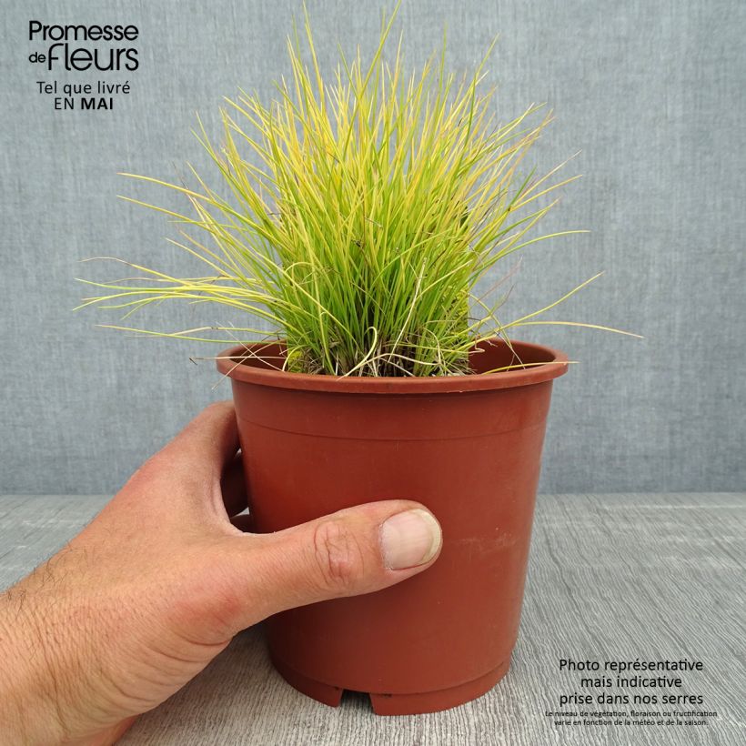 Example of Fetuque, Festuca glauca Golden Toupee Pot de 1L/1,5L as you get in printemps