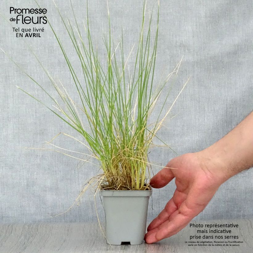Example of Fétuque - Festuca mairei Godet de 8/9 cm as you get in printemps