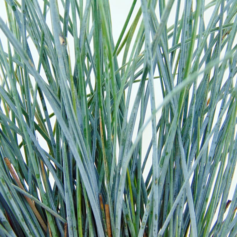 Fétuque bleue Elijah Blue - Festuca glauca (Foliage)