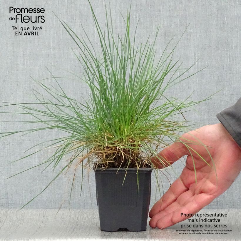 Example of Fétuque bleue Elijah Blue - Festuca glauca Godet de 8/9 cm as you get in printemps