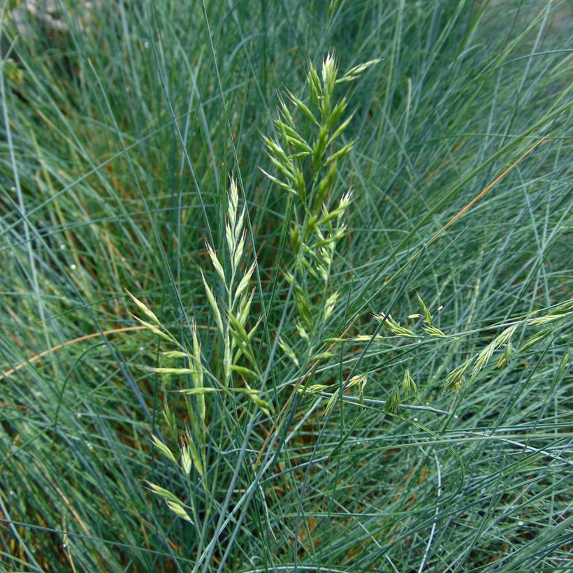Fétuque bleue - Festuca glauca (Flowering)