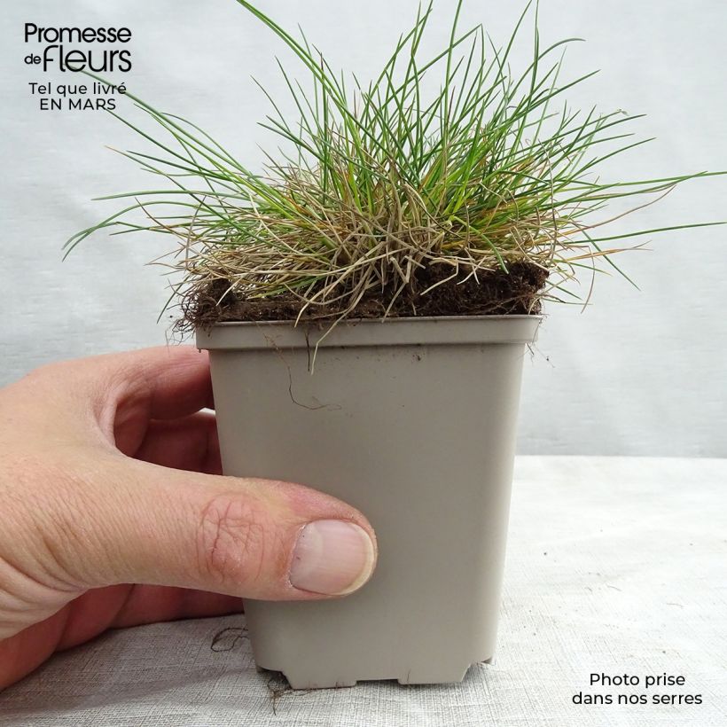 Example of Fétuque bleue - Festuca glauca Godet de 8/9 cm as you get in printemps