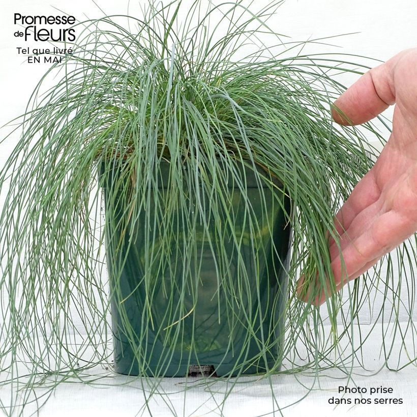 Example of Fétuque bleue - Festuca glauca Pot de 2L/3L as you get in printemps