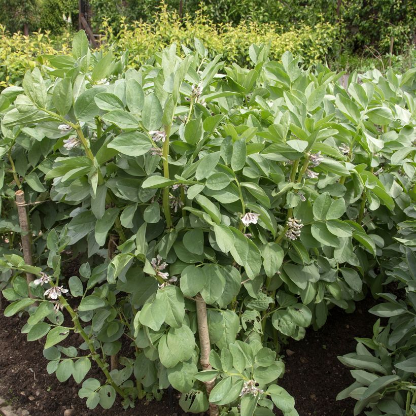 Fève Masterpiece Green Longpod (Port)