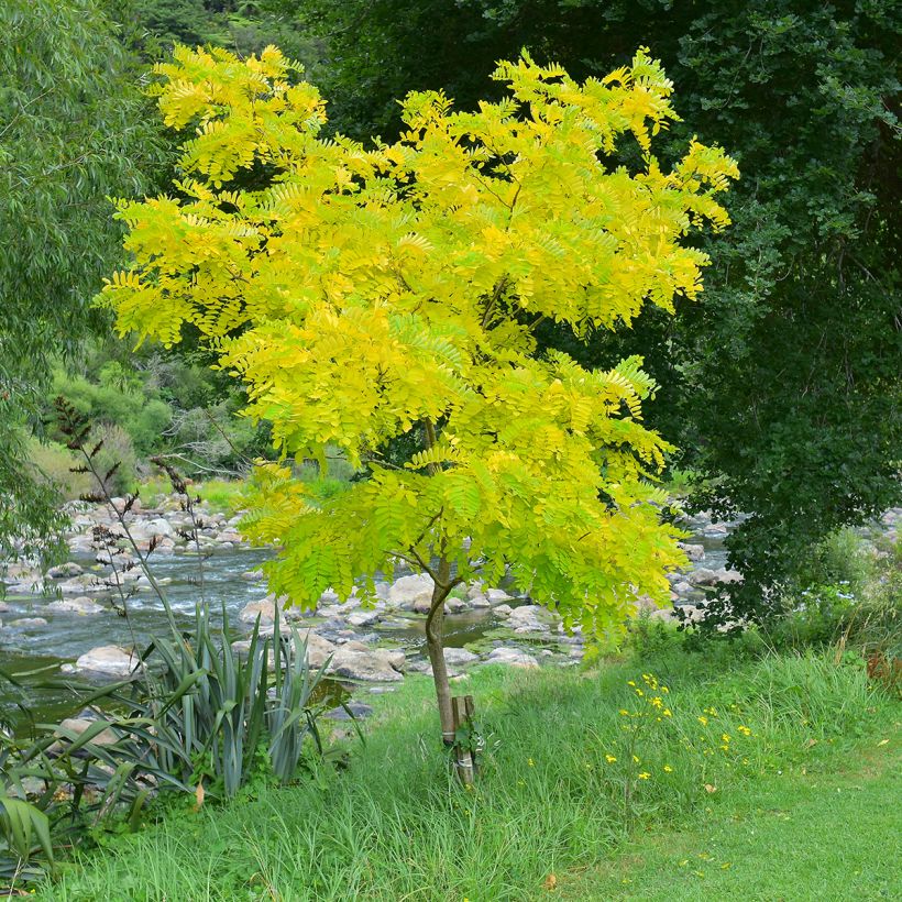 Févier d'Amérique doré - Gleditsia triacanthos Sunburst (Plant habit)