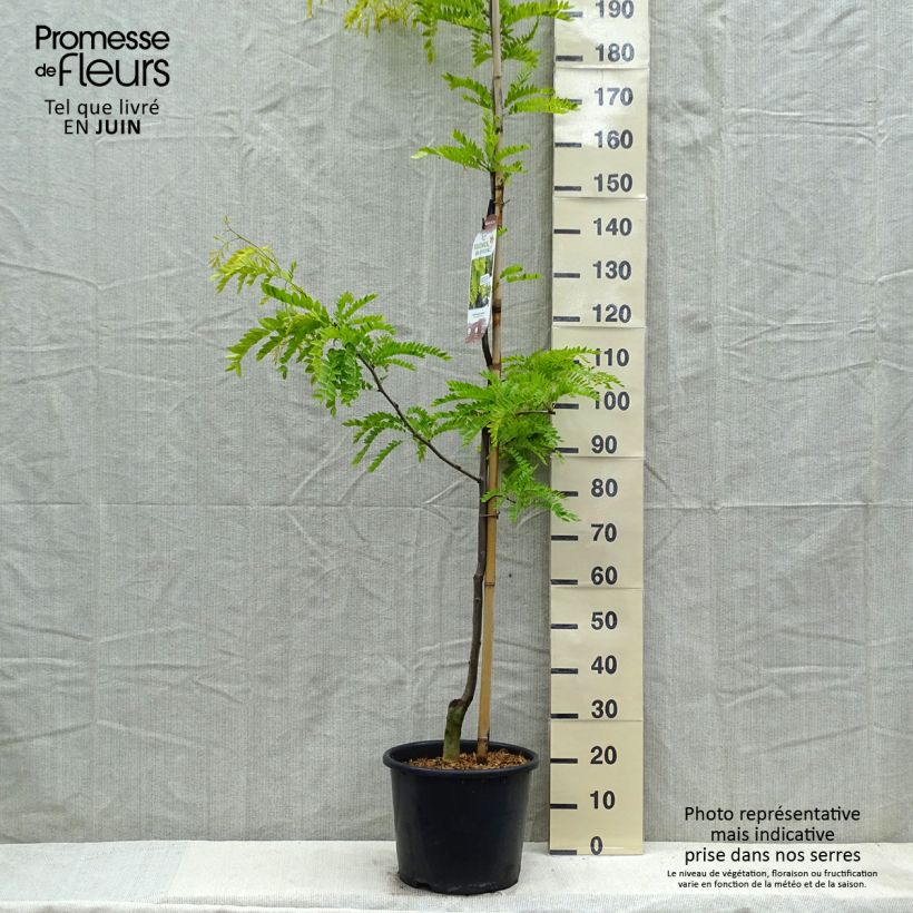 Example of Févier d'Amérique doré - Gleditsia triacanthos Sunburst Pot de 7,5L/10L, Baliveau as you get in printemps