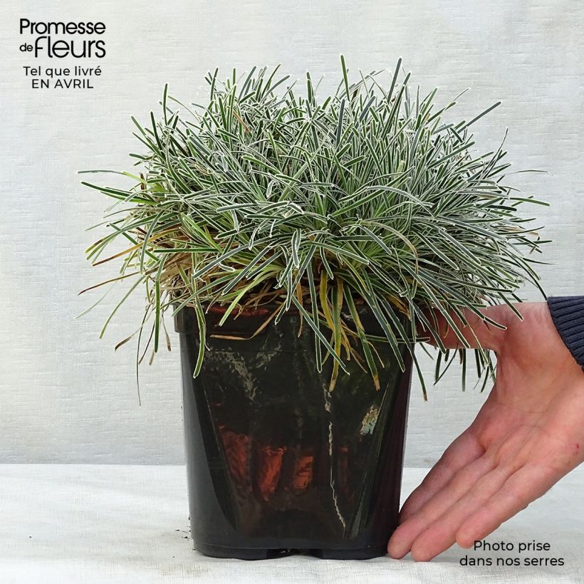 Spécimen de Ficinia truncata Ice Crystal - Ficinia givré Pot de 2L/3L tel que livré au printemps