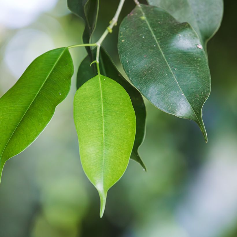 Ficus Exotica - Figuier pleureur (Foliage)