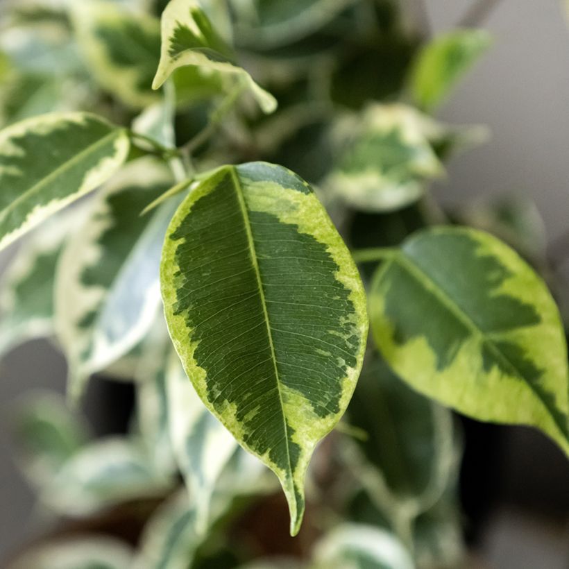 Ficus Golden King - Figuier pleureur panaché (Feuillage)