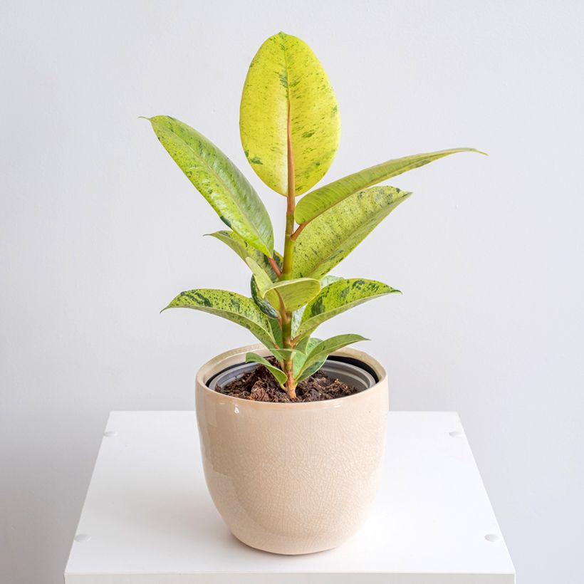 Ficus Shivereana - Caoutchouc panaché (Plant habit)