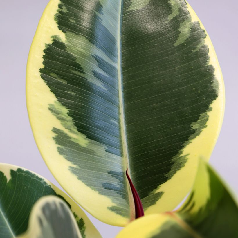 Ficus Tineke - Caoutchouc (Foliage)