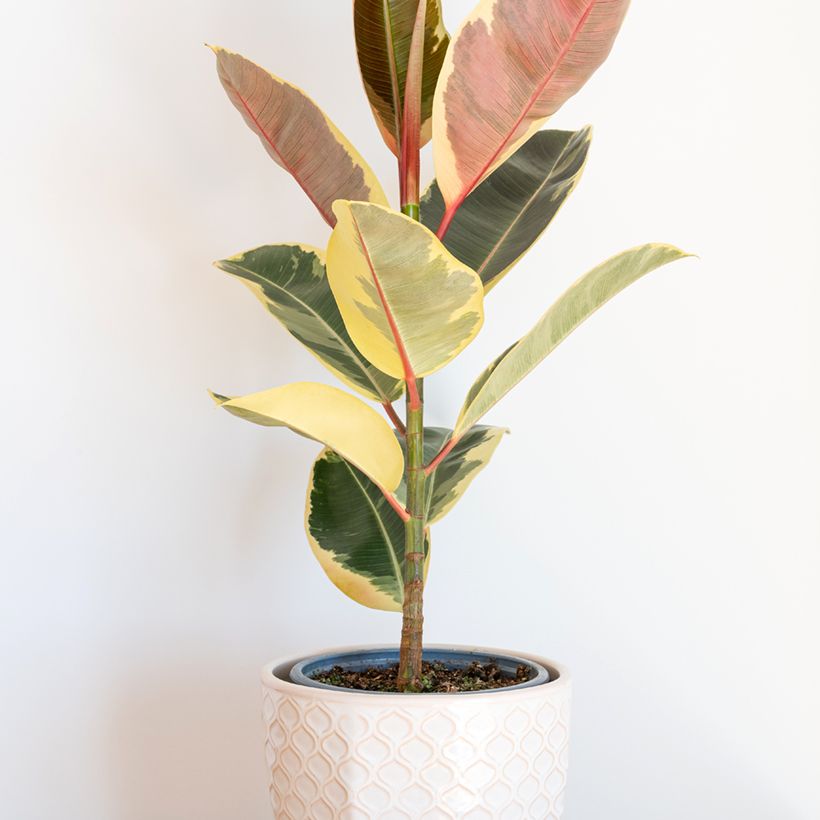 Ficus Tineke - Caoutchouc (Plant habit)