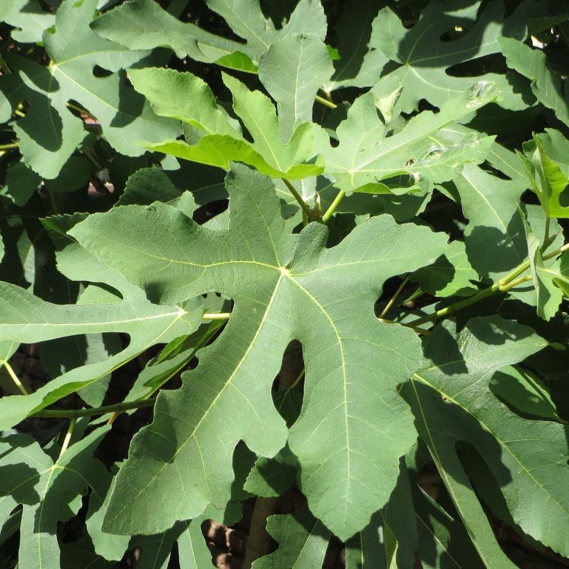 Figuier Gustissimo Perretta - Ficus carica (Foliage)