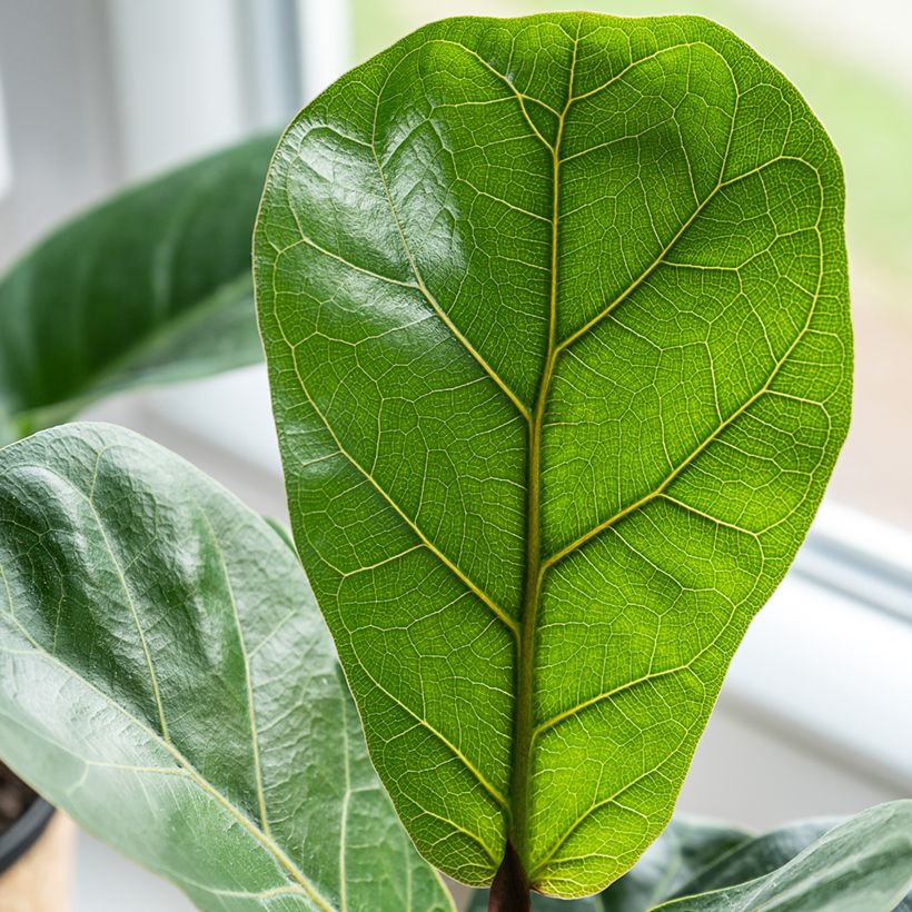 Ficus lyrata - Figuier lyre (Feuillage)
