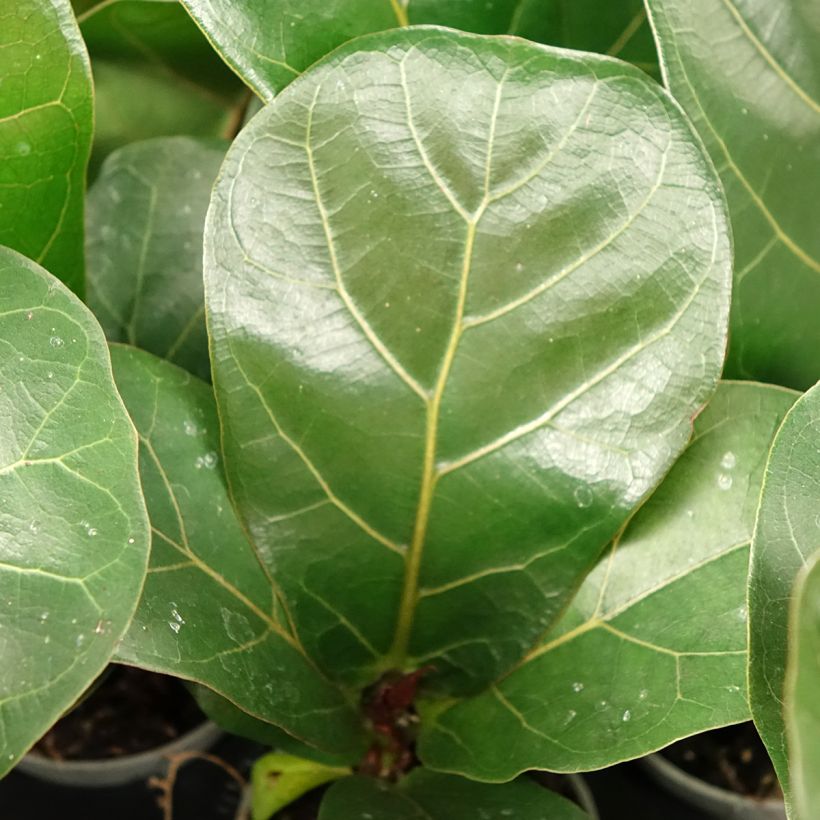 Ficus lyrata - Figuier lyre (Feuillage)
