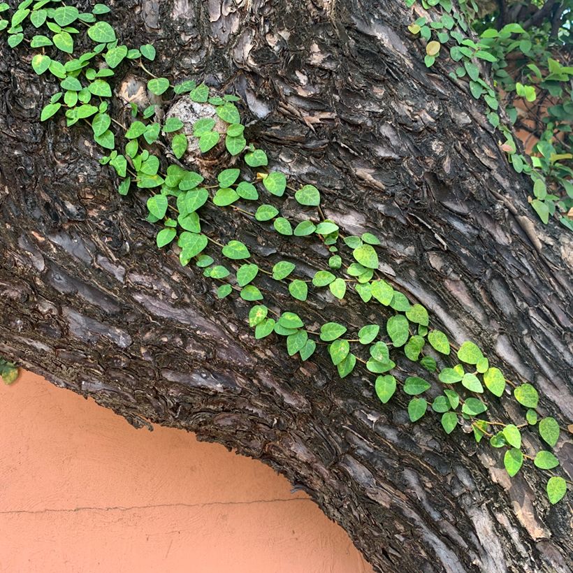 Ficus pumila Arina - Ficus nain rampant (Port)