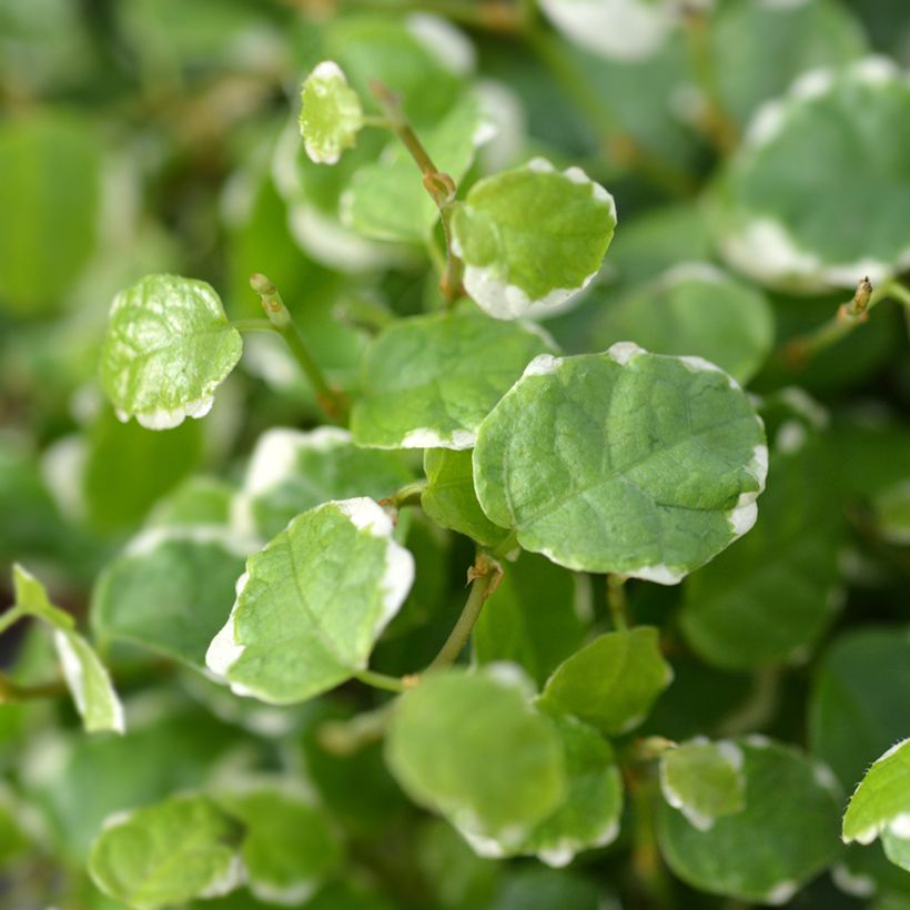 Ficus pumila Bellus - Ficus nain panaché (Feuillage)