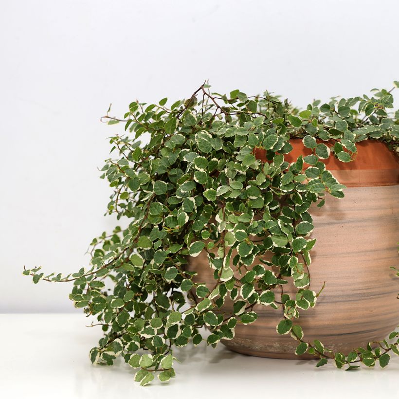 Ficus pumila Bellus - Ficus nain panaché (Port)