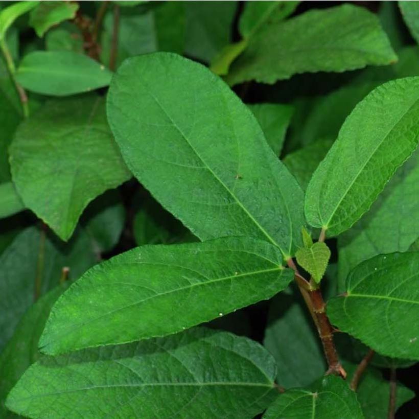 Ficus tikoua - Figuier des guêpes                           (Feuillage)