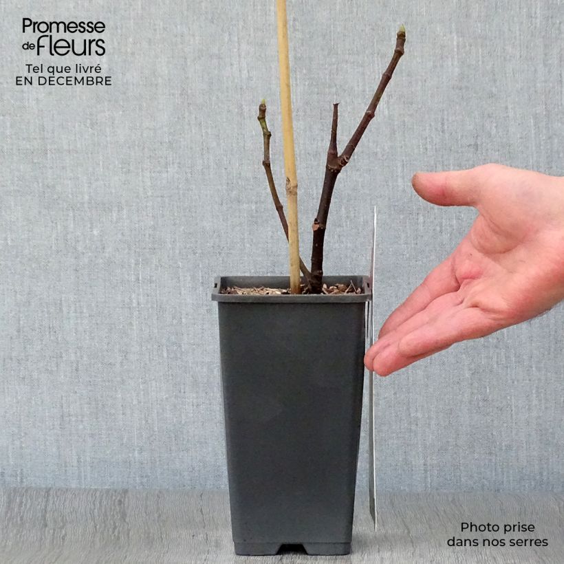 Example of Figuier Brown Turkey Pot de 1,5L/2L as you get in hiver