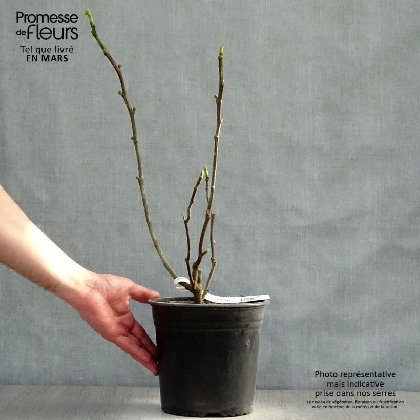Example of Figuier Brown Turkey Pot de 4L/5L, Scion as you get in printemps