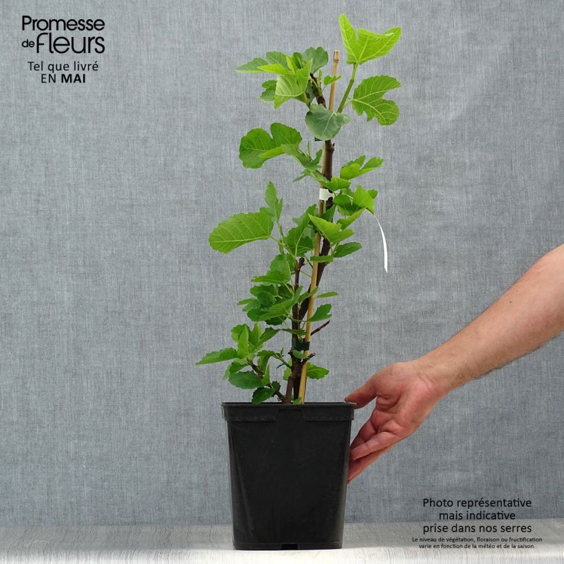 Spécimen de Figuier - Ficus carica Grise De Tarascon Pot de 4L/5L, Buisson tel que livré au printemps
