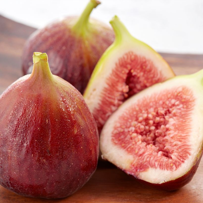 Figuier - Ficus carica Osborn's Prolific (Harvest)