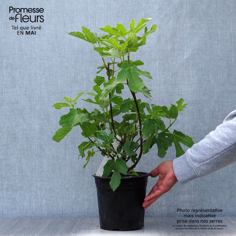 Example of Figuier - Ficus carica Osborn's Prolific Pot de 4L/5L as you get in printemps