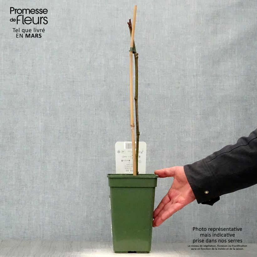 Example of Figuier Gustissimo Perretta - Ficus carica Pot de 2L/3L, Buisson as you get in printemps