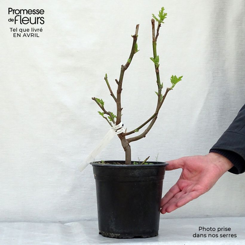 Example of Figuier Icecrystal  Pot de 4L/5L, Scion as you get in printemps