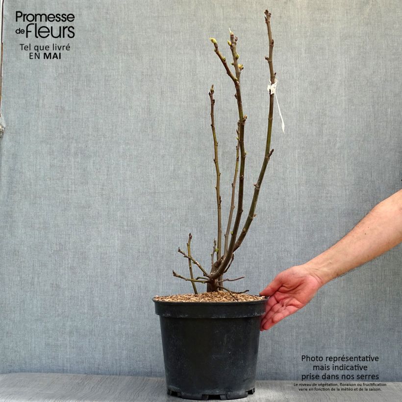Example of Figuier Icecrystal  Pot de 4L/5L, Buisson, Ramifié as you get in printemps