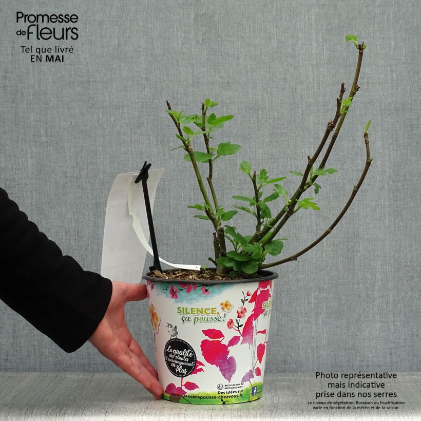 Spécimen de Figuier Jordan - Ficus carica Pot de 4L/5L, Buisson tel que livré au printemps