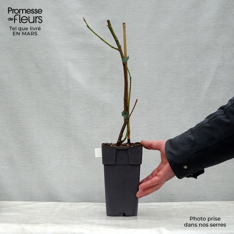 Example of Figuier Madeleine des 2 saisons Pot de 2L/3L, Scion as you get in printemps