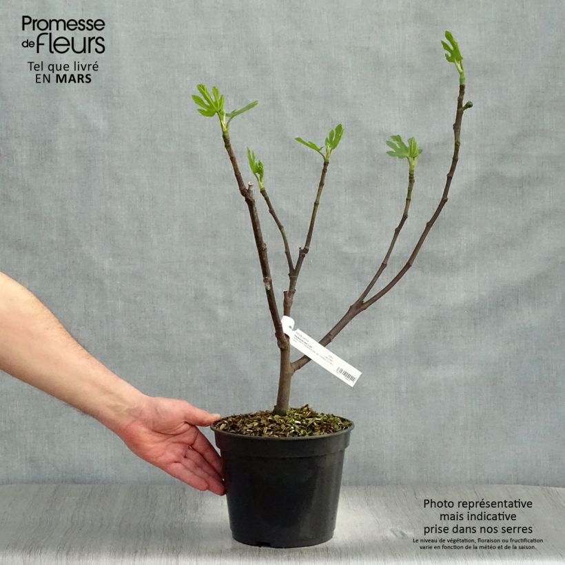 Example of Figuier Madeleine des 2 saisons Pot de 4L/5L, Buisson as you get in printemps