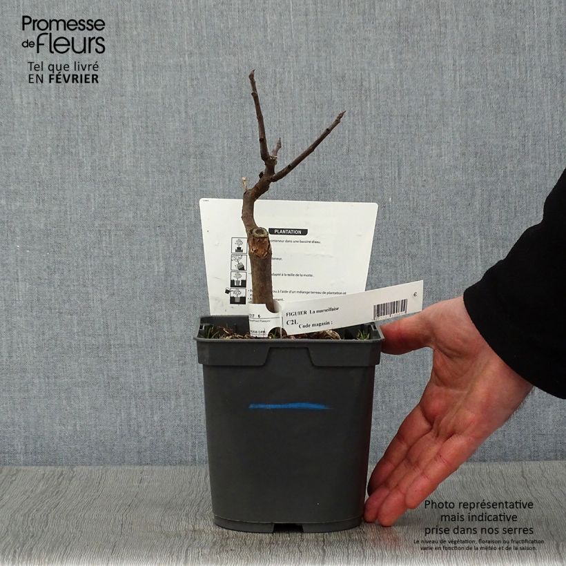 Example of Figuier Marseillaise - Ficus carica    Pot de 2L/3L as you get in hiver