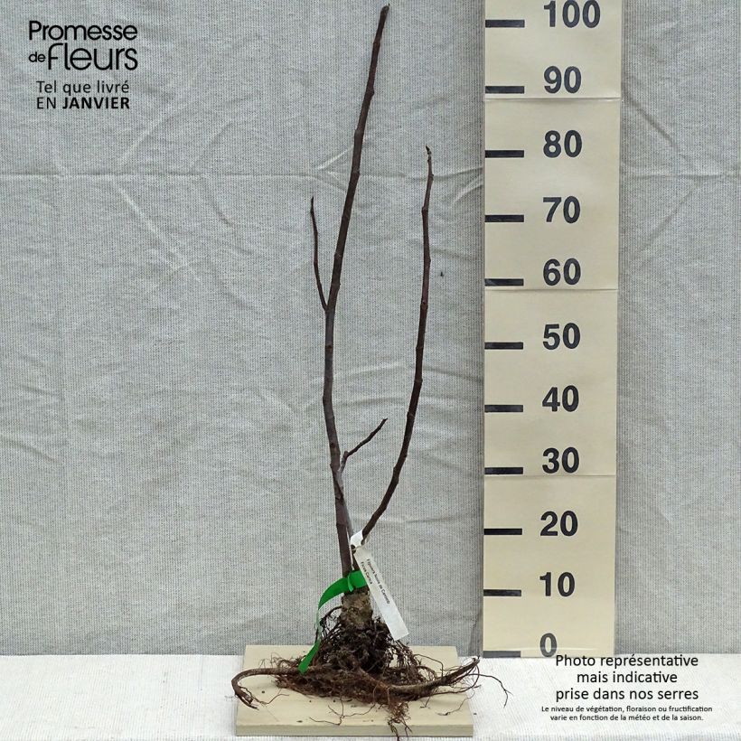 Spécimen de Figuier Noire de Caromb Bio Racines nues tel que livré en hiver