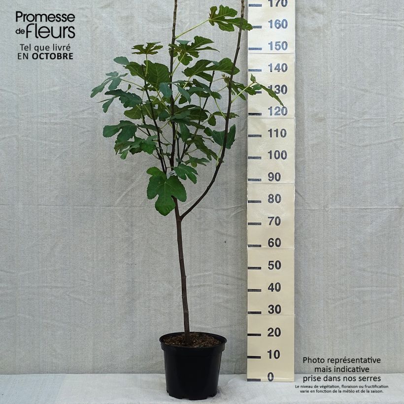 Spécimen de Figuier Panachée Pot de 4L/5L, 1/4 de tige tel que livré en automne