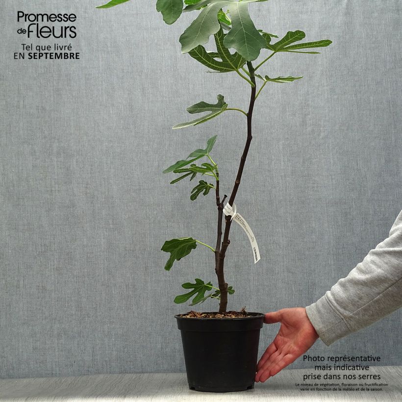 Spécimen de Figuier Panachée Pot de 2L/3L, Buisson tel que livré en automne