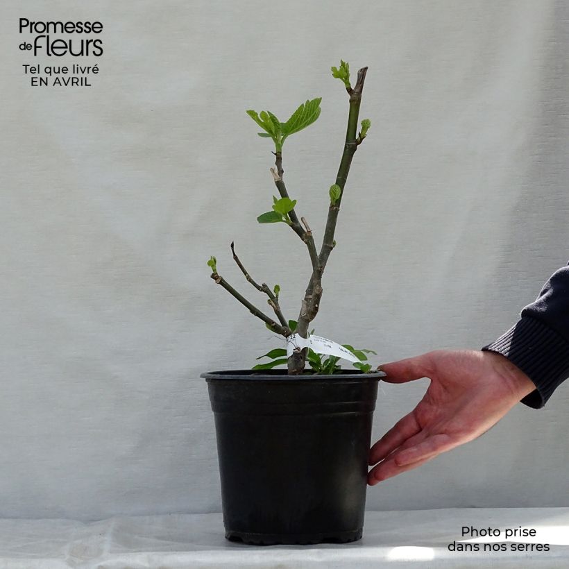 Example of Figuier Panachée Pot de 4L/5L, Buisson as you get in printemps