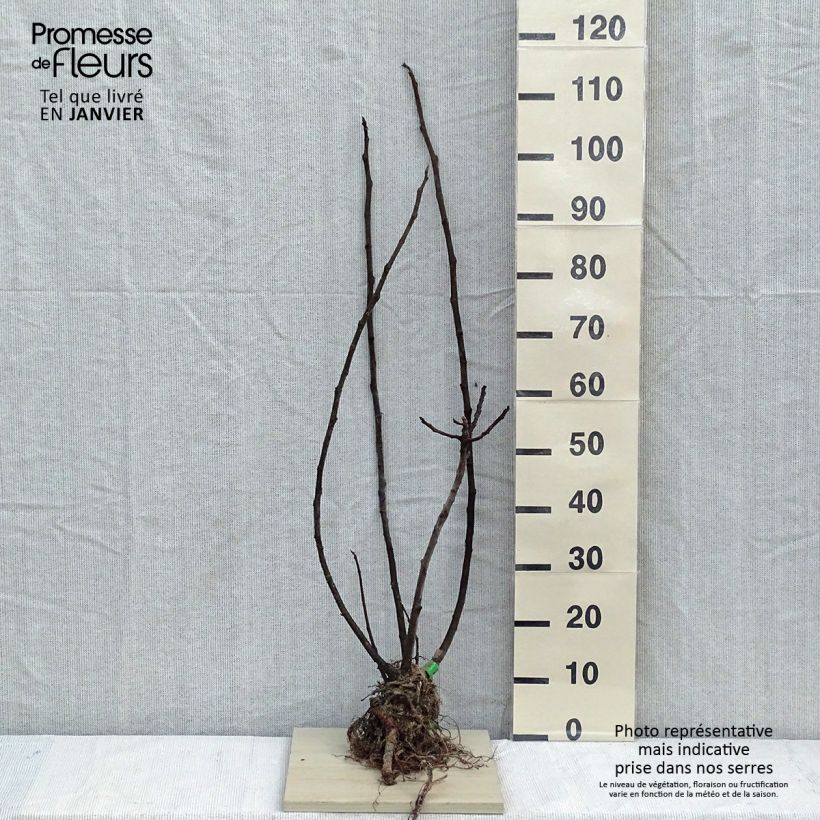 Spécimen de Figuier Rouge de Bordeaux Bio Racines nues tel que livré en hiver