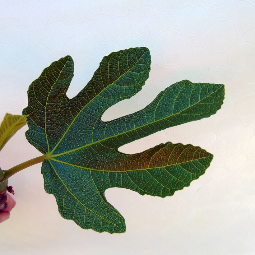 Figuier Rouge de Bordeaux - Pastilière (Foliage)