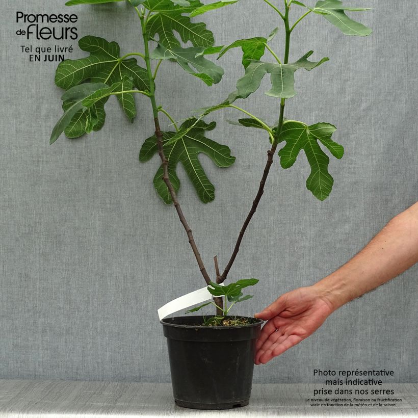 Spécimen de Figuier Rouge de Bordeaux - Pastilière Pot de 4L/5L, Buisson, Ramifié tel que livré en été