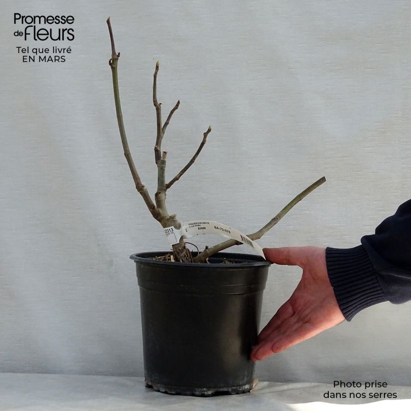 Example of Figuier précoce de Dalmatie - Ficus carica Pot de 4L/5L, Buisson as you get in printemps