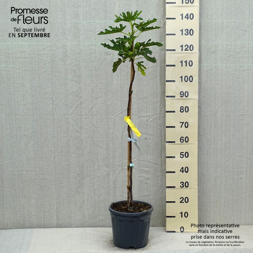 Spécimen de Figuier précoce de Dalmatie - Ficus carica Pot de 12L/15L, Demi-Tige tel que livré en été